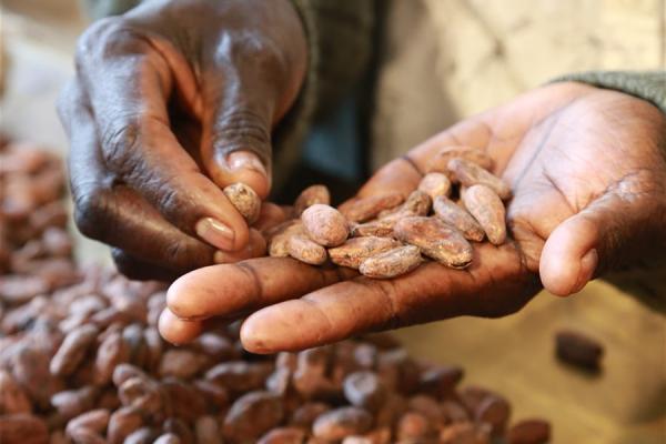 Cocoa farmer